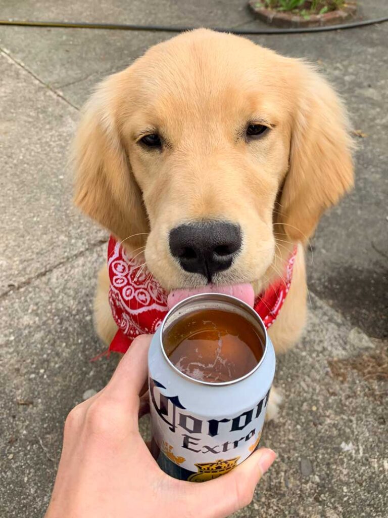 draft-top-golden-retriever
