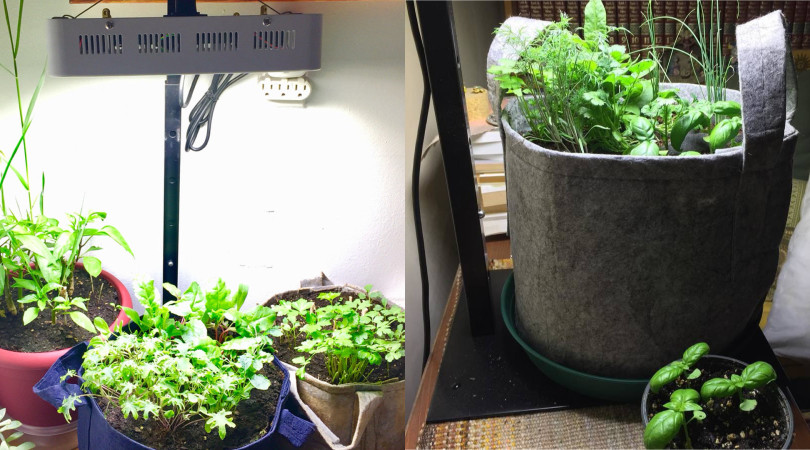 seedsheet growing with led light