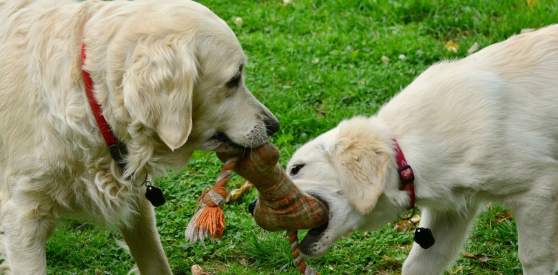 Distraction dog toys