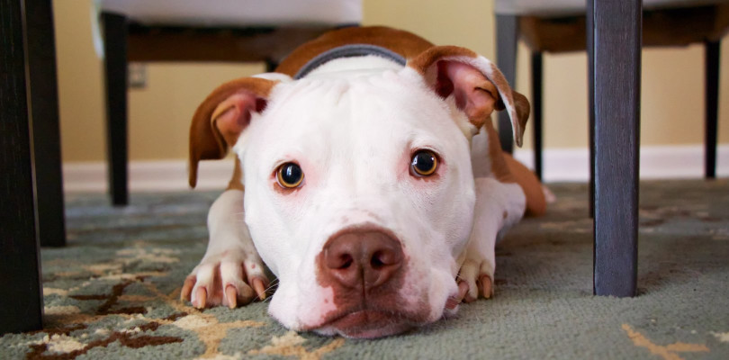 Teach your dog to stop barking