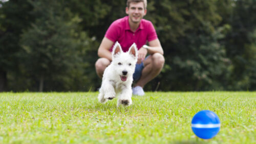 6 Best Moving Balls For Dogs in 2026 - Buyer's Guide