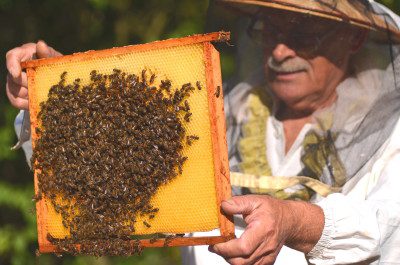 Beekeeper-checking-the-bees