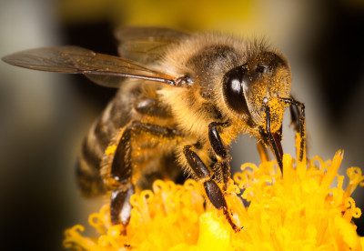 Harness-the-power-of-beekeeping