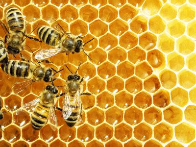 How To Start Bee Keeping In Preparation For The Apocalypse