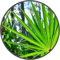 saw-palmetto