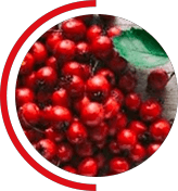 vigrx-plus-hiqh-quality-ingredients