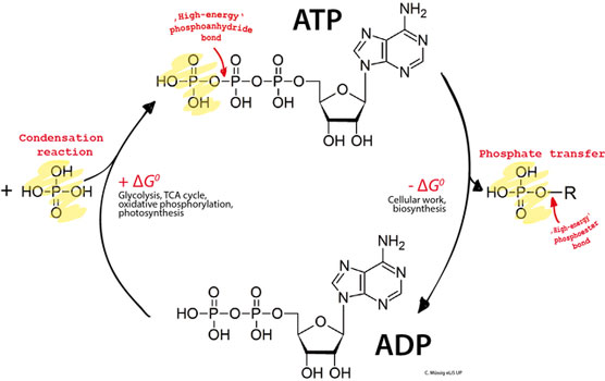 ATP ADP Cycle