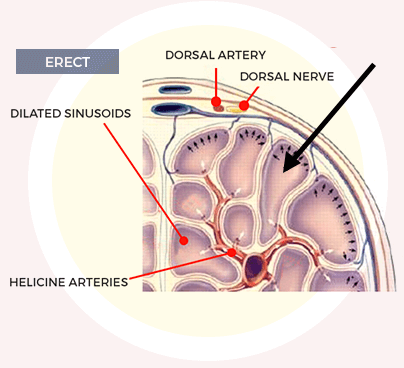 Blod Flow Before vigrx