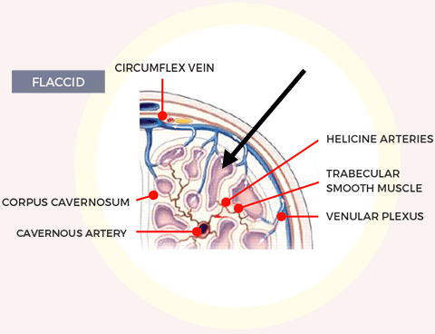 Blod Flow After vigrx