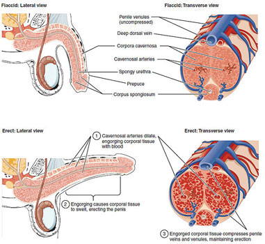 erectyle dysfuntion