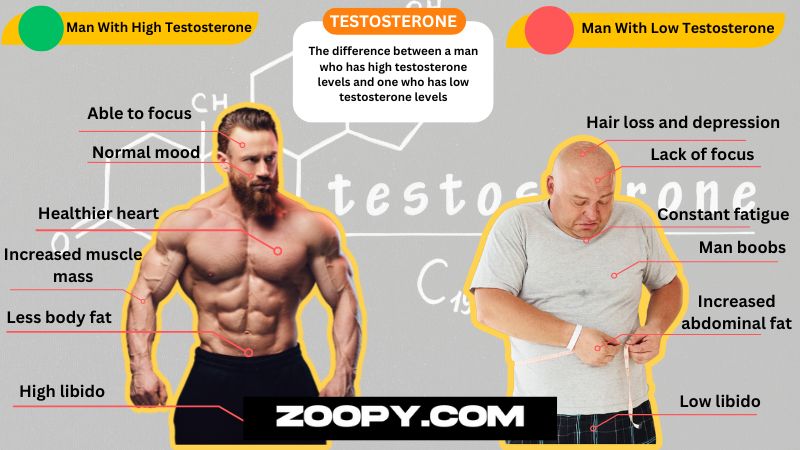high vs low Testosterone in man