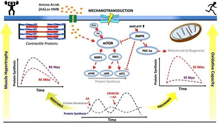 Protein Synthesis