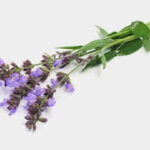 The Extract of Sclareolides Seed