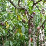 Theobromine Cacao