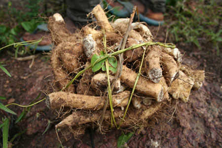 Wild Yam Root: