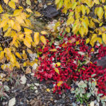 Bearberry extract
