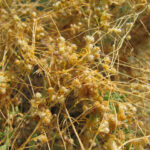 Cuscuta seed