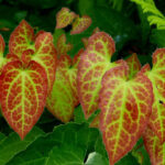 Epimedium Leaf