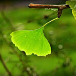 Ginkgo Biloba