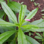 Asian Red Ginseng