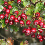 Hawthorne Berry