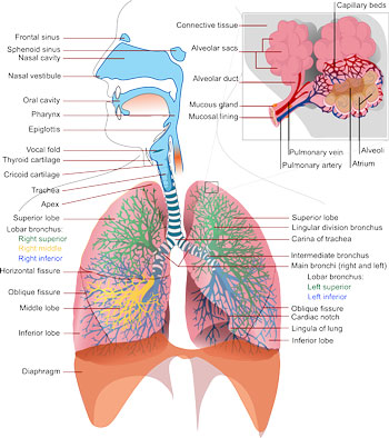 Clenbuterol cycle