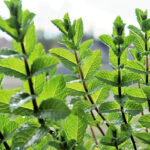 Menthol