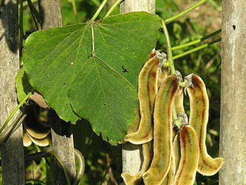 Mucuna Pruriens