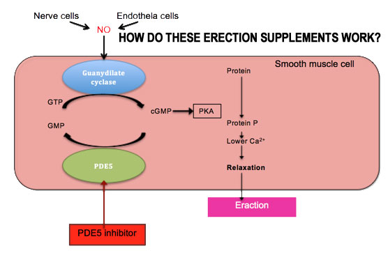 How do erection supplement works