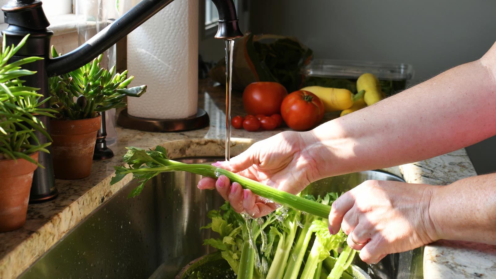 washing cleaning celery in the kitchen sink prepp