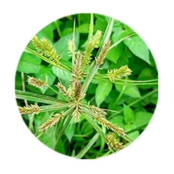 belly orb herb cyperus