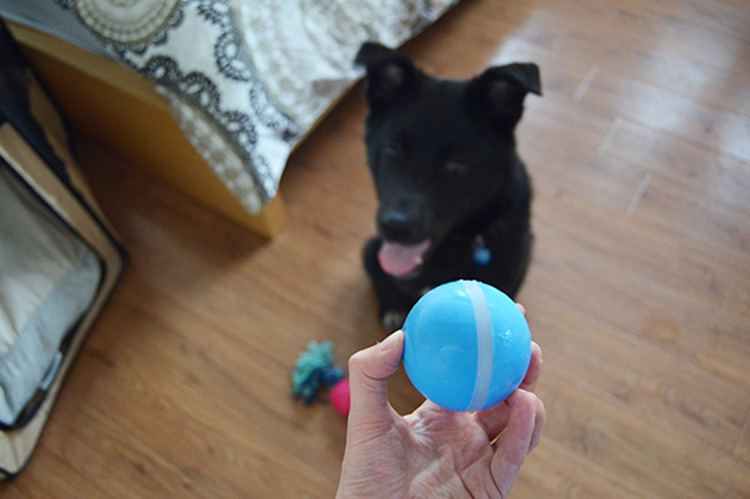 barxbuddy ball in hand