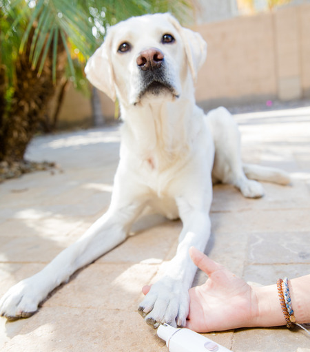 barxbuddy nail pro trimmer dog