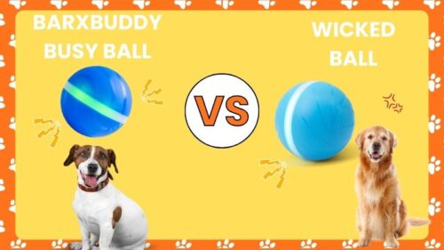 BarxBuddy Busy Ball vs Wicked Ball Comparison Guide for 2026