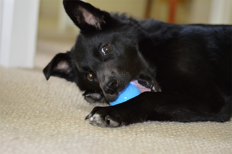 dog bite barxbuddy ball