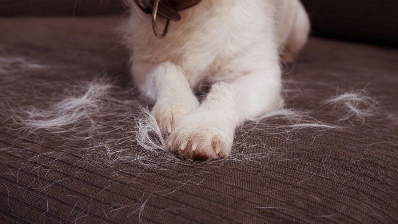dog hairs on couch