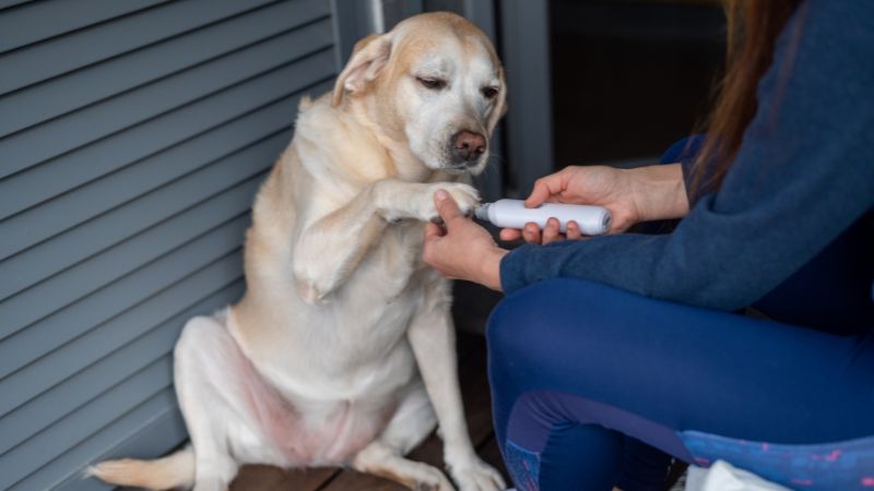 dog nail grinder