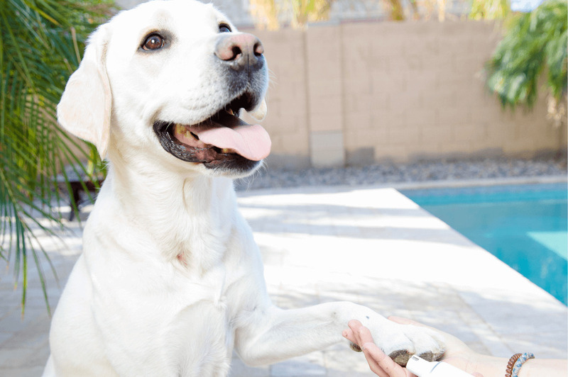happy dog nail pro trimmer