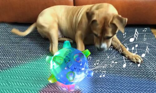 PetsBoro Pet Ball Review for 2026 - Does It Really Entertain Pets?