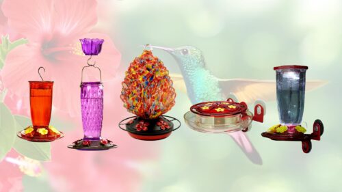 The Best Hummingbird Feeder for 2025