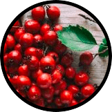 chinese hawthorn