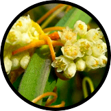cuscuta chinensis
