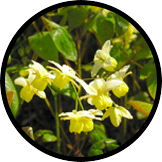 epimedium extract