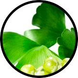 ginko biloba