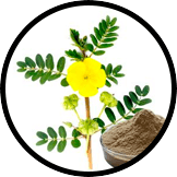 tribulus terrestris