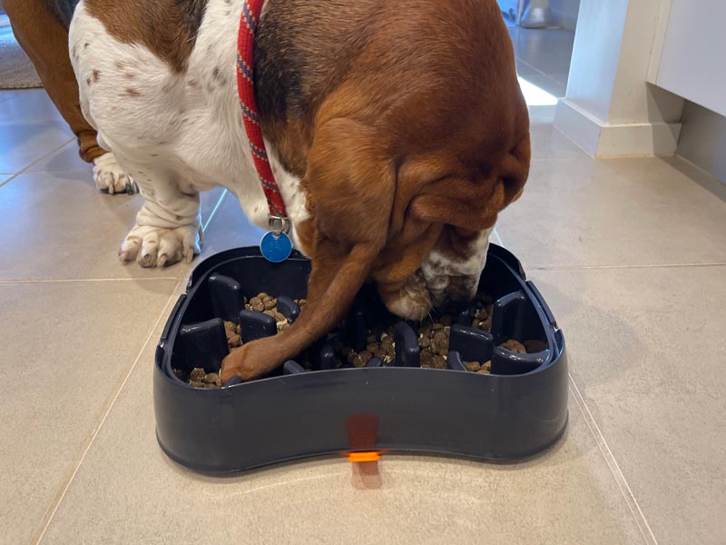 bloodhound eating from super feedy bowl